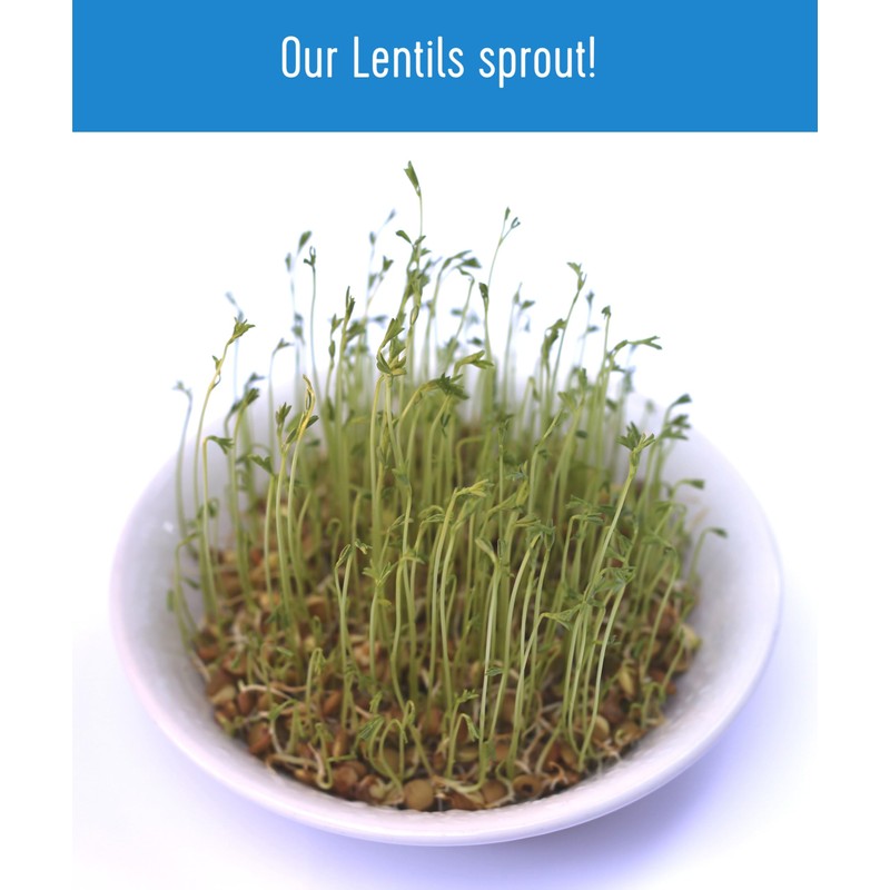 Palouse Brand Certified Glyphosate Residue Free Small Brown Dry Lentils
