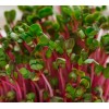 Axel's Garden Seeds Pink Swiss Chard MICROGREEN Seeds | Heirloom