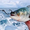 Fishing Hooks Ultra Point Circle Hooks,50PCS High Carbon Steel Offset