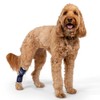 Balto Hock Brace – Dog Brace with Aluminum Splints –