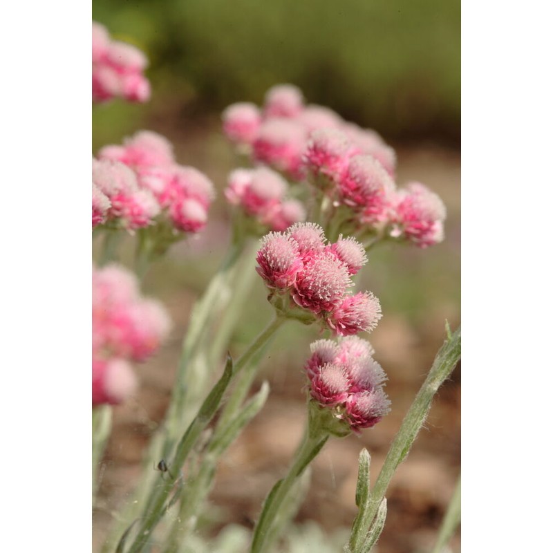 Pure Herbs: Cudweed - 1 oz.