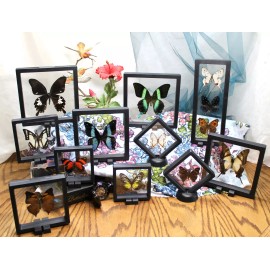 RANDOM Butterfly in a 3D Floating Frame - 3 Specimen, LONG