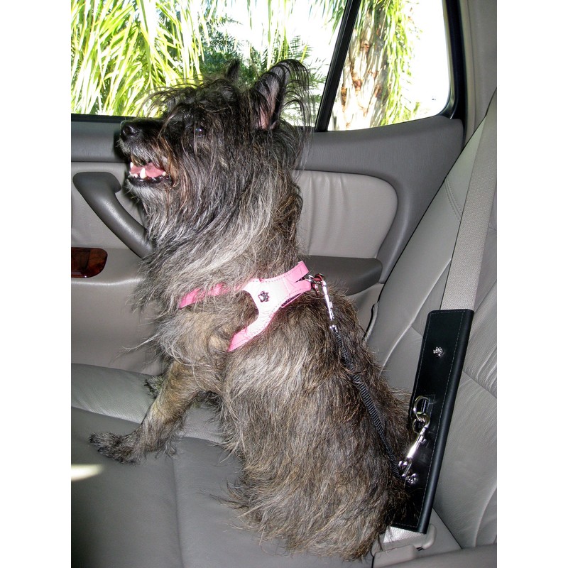 PawRider Tether Pet Leash, Black