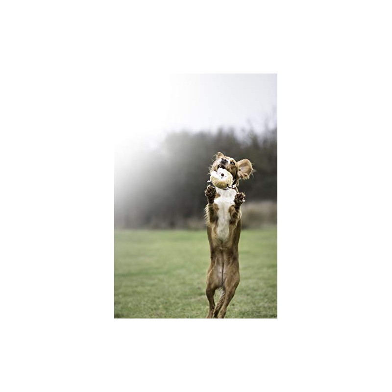 Pet Qwerks Plush Interactive Dog Toys - Chattering Hedgehog -