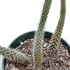 Live Cactus Plants Discocactus Flagelliformis-Rat Tail (Pictured in a 4"