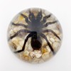 Real Spider Specimens in Resin Paperweight Crafts, Animal Taxidermy Collection