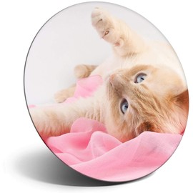 Destination Vinyl ltd Magnet for Refrigerator, Fridge - Cute Playful Cat Kitten Animal Pet for Office, Cabinet and Whiteboard, Magnetic Stickers, 44803