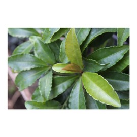 Japanese Holly Ardisia crispa 10 Seeds Unique & Rare! Red Berries - Evergreen Leaves -Perfect Container Plant- Bonsai Seed