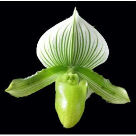 Orchid Insanity - Paphiopedilum Lady Slipper Orchid Maudiae Hybrid alba Green-White, Easy and Hardy Slipper Orchid, NOT in Bud/Bloom When Shipped
