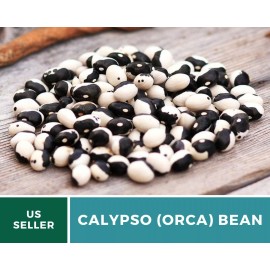 Fresh Bean, Calypso (Orca) - 25 Seeds, Bush, Heirloom Vegetable (Phaseolus vulgaris)