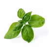 2 Bar Basil Large Green Organic - READY TO USE