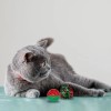 Juguetes Para Gato Pompones Pelota Carrusel Cascabel Campana