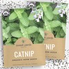 Catnip Seeds – Two Seed Packets! – Over 800 Open
