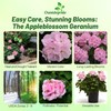 Outsidepride Appleblossom Geranium Seeds for Planting - 50 Pcs Annual,