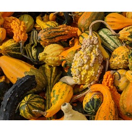 “Small Decorative Warted Mix” Gourd Seeds – Mixed Decorative, Warted Gourd Seed Varieties | Never GMO, Always Heirloom and Open-Pollinated | USA Grown Seeds By Liliana's Garden |