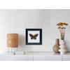 ITrixgan Taxidermy Butterfly, Framed Butterfly Specimen, Real Butterfly Display Insect