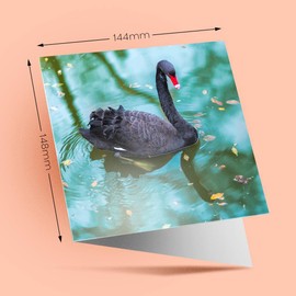 1 x Greeting Card Black Swan - Blank Birthday Celebration Anniversary #16395