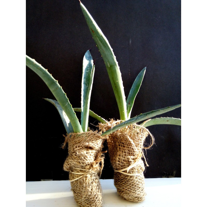 Agave Americana - Blue Agave - 2 Plants in Big