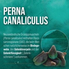 Sanct Bernhard Green-lipped Mussel Capsules Human | 300 Capsules High Dose | 500 mg New Zealand Green-Lipped Mussel Extract for People | Quality Made in Germany | Made in Germany