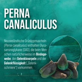 Sanct Bernhard Green-lipped Mussel Capsules Human | 300 Capsules High Dose | 500 mg New Zealand Green-Lipped Mussel Extract for People | Quality Made in Germany | Made in Germany