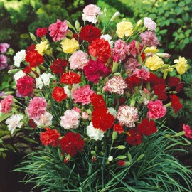 Carnation Seeds - Grenadin Double Mix - Packet - Red/White/Pink Flower Seeds, Heirloom Seed, Open Pollinated Seed Attracts Bees, Attracts Butterflies, Attracts Pollinators, Edible, Fragrant