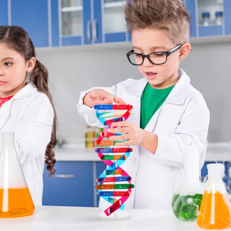 NUOBESTY 1 Set DNA Model, Double Helix Human DNA Model