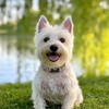 QQPETS Reflective Dog Collar with Soft Neoprene Padded Breathable Nylon