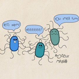 CafePress Proteus Mirabilis Tote Bag Reusable Natural Beige Canvas Shopping Bag