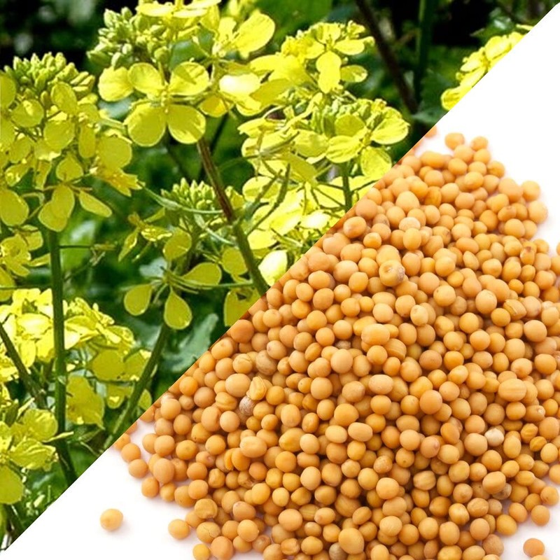 CEMEHA SEEDS - Seeds White Mustard Wild Non GMO Vegetable