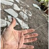 Pakistan Long Mulberry Tree - Morus Macroura Long Mulberry -