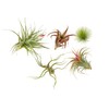 Premium Florida-Grown Collection of Tillandsia Air Plants - Wholesale and