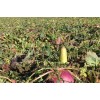 Deer Food Plot Supplies From Real World Wildlife Products RWWP