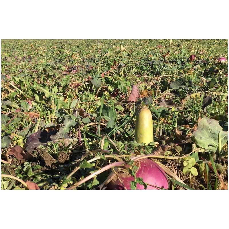 Deer Food Plot Supplies From Real World Wildlife Products RWWP