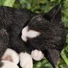 Vivid Arts - Sleeping Cat Black & White - XRL-ZC35-D