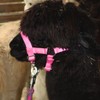 PFIFF 103101 Alpaca Halter "Pako", Adjustable Size for Alpacas, with