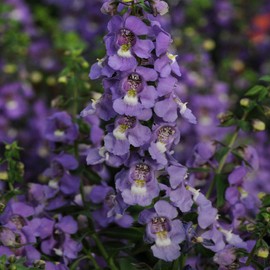 Outsidepride Angelonia Serena Blue - 15 Seeds
