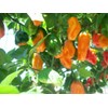 Viridis Hortus - 100 x Habanero Caribbean Orange Chilli Pepper