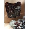 Aurora Cones, Colour-Changing Pine Cones for Fireplaces, Grills, Open Fire