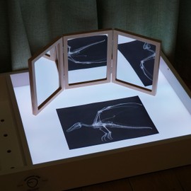 Animal X-Ray Set, Educational Science Kit, Light Table Accessory for Children (Farm Animals)