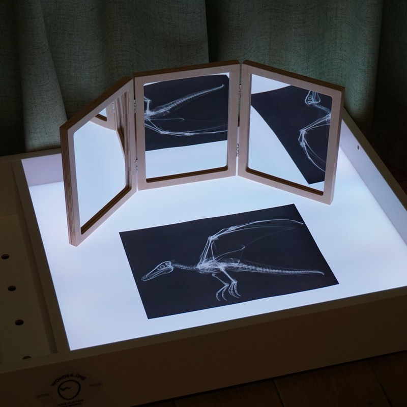 Animal X-Ray Set, Educational Science Kit, Light Table Accessory for