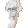 OWLIAN Ankle Skeleton Model, Ankle Freely Movable, Supervised by X-ray
