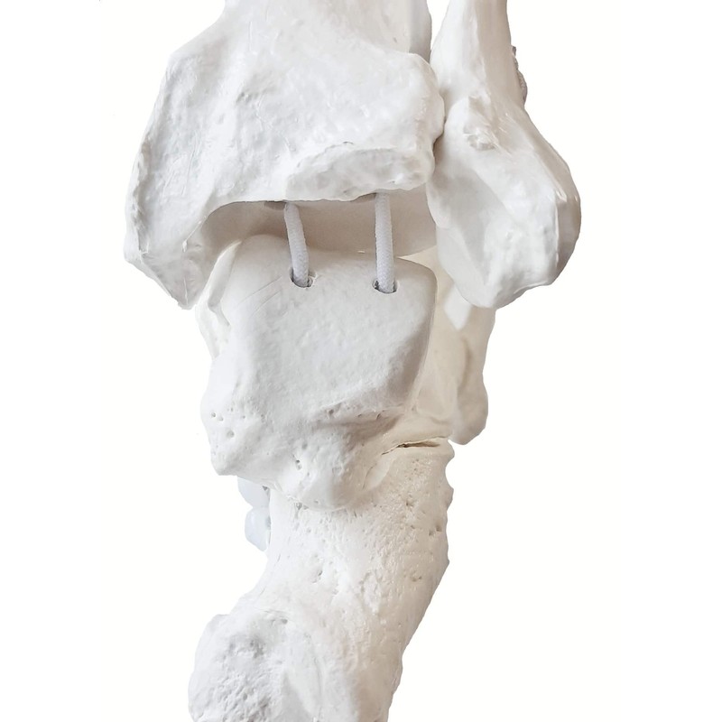 OWLIAN Ankle Skeleton Model, Ankle Freely Movable, Supervised by X-ray