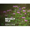 Fresh Bee Balm, Wild Bergamot - Mintleaf (Monarda Fistulosa) -