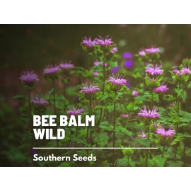 Fresh Bee Balm, Wild Bergamot - Mintleaf (Monarda Fistulosa) - GMO Free - 100+ seeds