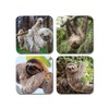 4 x Square Lazy Sloth Coasters - Funny Wildlife Animals