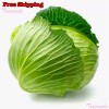 Treevale Cabbage Seeds, Golden Acre Cabbage Seeds | Non-GMO, Organic