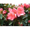 Azalea 'Blaauw's Pink' (Azalea) Shrub, salmon pink, #2 - Size