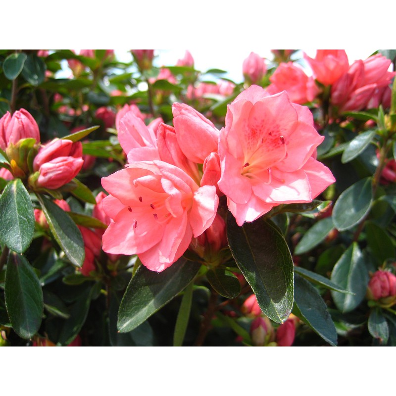 Azalea 'Blaauw's Pink' (Azalea) Shrub, salmon pink, #2 - Size