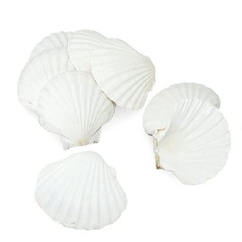 8PCS White Large Scallop Shells 4-5 inch, Natural Seashells for Baking Cooking Crafting Home Decoration DIY Crafts