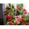 NIKA SEEDS - Seeds Flowers Flowering Maple Mix Indoor Abutilon